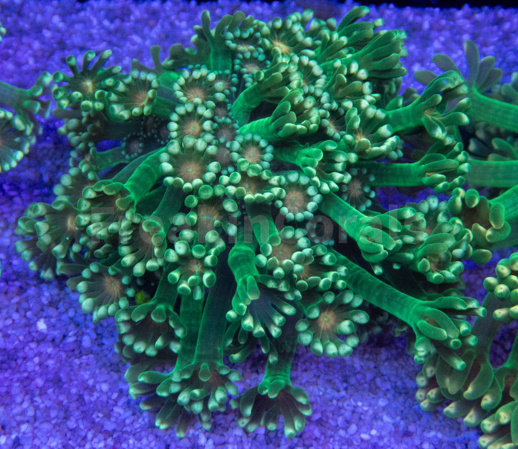 FK Gold & Green Alveopora (Rare Color) FK447