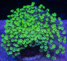 Load image into Gallery viewer, FK Alien Green Alveopora (Rare Color) FK173
