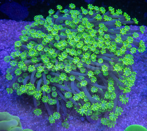 FK Alien Green Alveopora (Rare Color) FK826