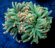 Load image into Gallery viewer, FK Pink Tip Ghost Green Torch Euphyllia FK840