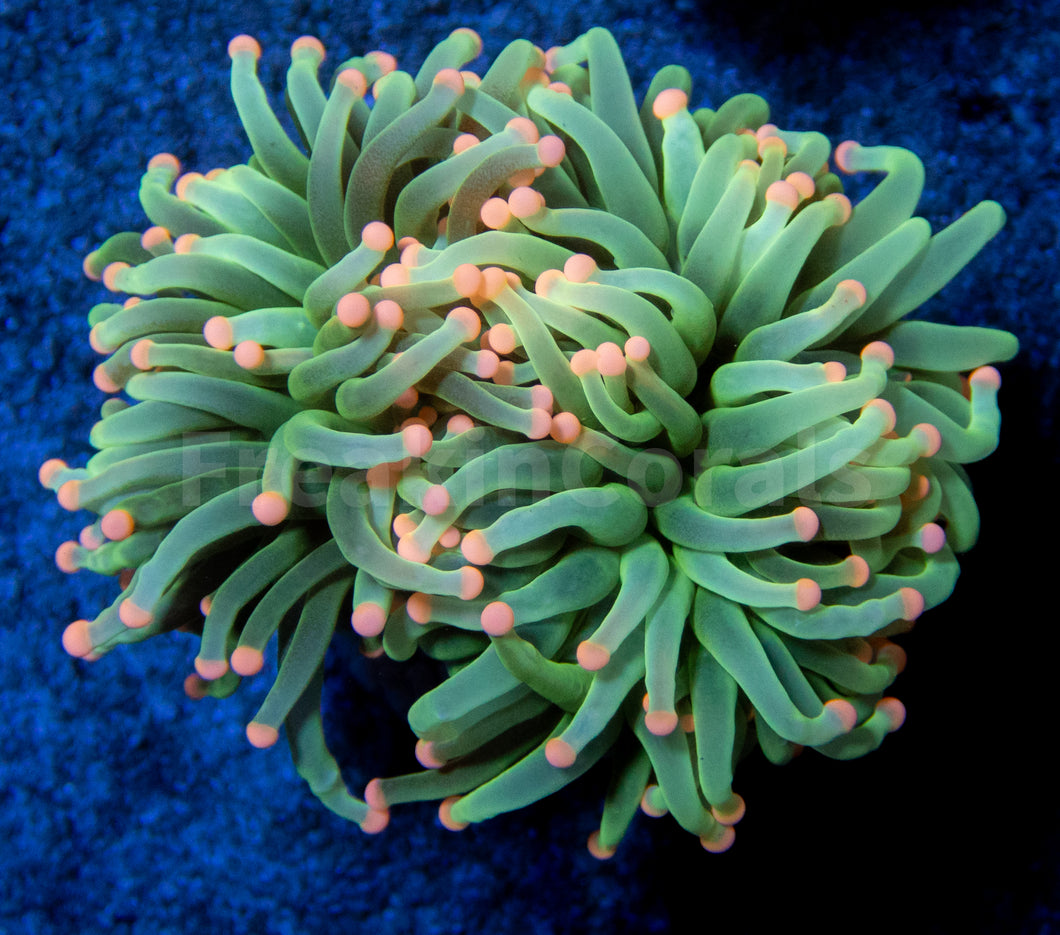 FK Pink Tip Ghost Green Torch Euphyllia FK840