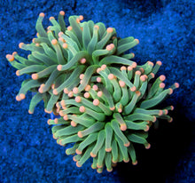 Load image into Gallery viewer, FK Pink Tip Ghost Green Torch Euphyllia FK975