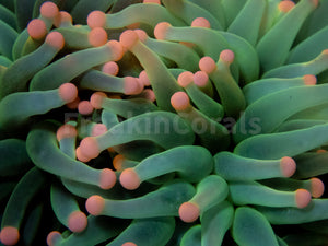 FK Pink Tip Ghost Green Torch Euphyllia FK840