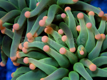 Load image into Gallery viewer, FK Pink Tip Ghost Green Torch Euphyllia FK975