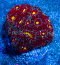 Load image into Gallery viewer, FK Maya Sun God Micromussa Acanthastrea (Signature Coral) FK811