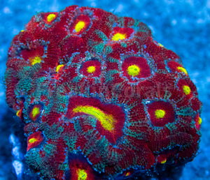 FK Maya Sun God Micromussa Acanthastrea (Signature Coral) FK811