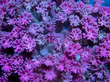 Load image into Gallery viewer, FK Ultra Pink &amp; GreyFusion Goniopora (Colony) FK353