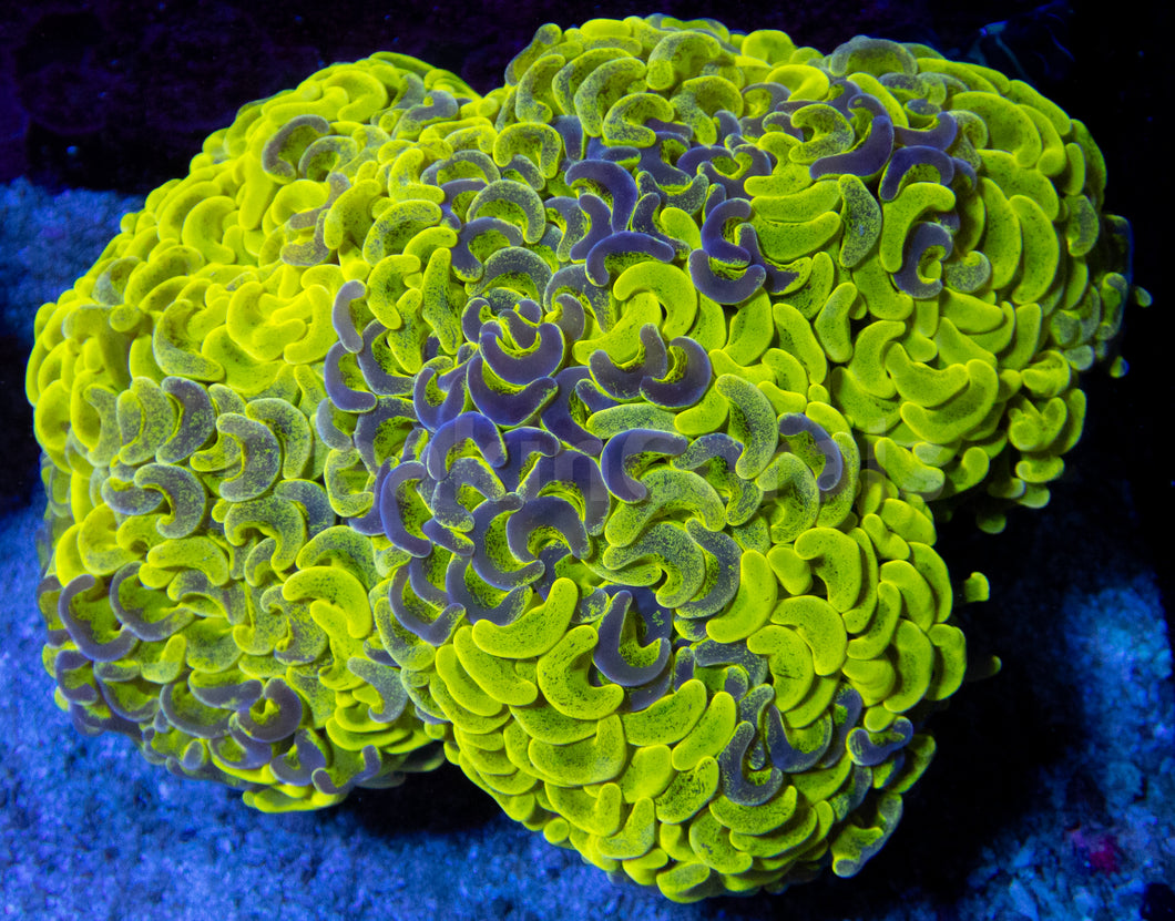 FK Silver Blotchy Paraancora Euphyllia (XXL Colony) FK766