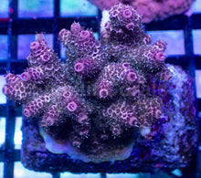 Carregar imagem no visualizador da galeria, Acropora millepora “Pink Bloom” – Mini Colony – WYSIWYG