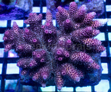 Carregar imagem no visualizador da galeria, Acropora millepora “Pink Bloom” – Colony – WYSIWYG