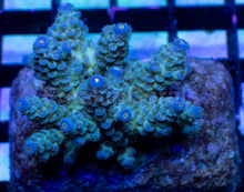 Carregar imagem no visualizador da galeria, Acropora tenuis “Azure Canopy” – Colony – WYSIWYG