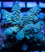 Carregar imagem no visualizador da galeria, Acropora tenuis “Azure Canopy” – Colony – WYSIWYG