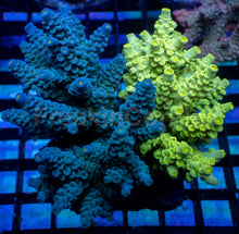 Carregar imagem no visualizador da galeria, Acropora tenuis “Blue Toxic Fusion” – Colony – WYSIWYG