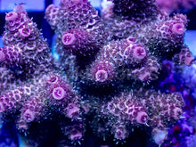 Carregar imagem no visualizador da galeria, Acropora millepora “Pink Bloom” – Mini Colony – WYSIWYG