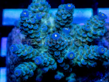 Carregar imagem no visualizador da galeria, Acropora tenuis “Azure Canopy” – Colony – WYSIWYG