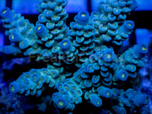 Carregar imagem no visualizador da galeria, Acropora tenuis “Azure Canopy” – Colony – WYSIWYG