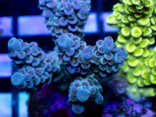 Carregar imagem no visualizador da galeria, Acropora tenuis “Blue Toxic Fusion” – Colony – WYSIWYG