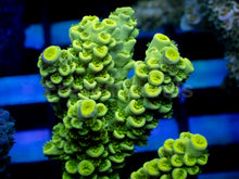 Carregar imagem no visualizador da galeria, Acropora tenuis “Blue Toxic Fusion” – Colony – WYSIWYG