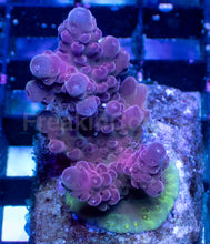 Carregar imagem no visualizador da galeria, Acropora sp. “Purple Aura” – Mini Colony – WYSIWYG - freakincorals.com