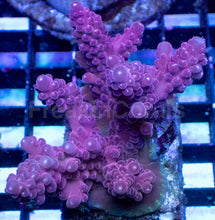 Carregar imagem no visualizador da galeria, Acropora sp. “Purple Aura” – Mini Colony – WYSIWYG - freakincorals.com