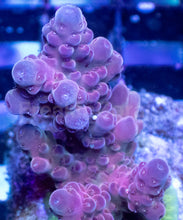 Carregar imagem no visualizador da galeria, Acropora sp. “Purple Aura” – Mini Colony – WYSIWYG - freakincorals.com