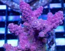 Carregar imagem no visualizador da galeria, Acropora sp. “Purple Aura” – Mini Colony – WYSIWYG - freakincorals.com