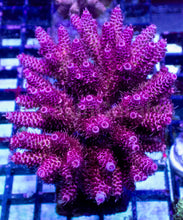 Carregar imagem no visualizador da galeria, Acropora millepora “Ultra Pink Inferno” – XL Colony – WYSIWYG