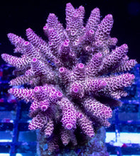 Carregar imagem no visualizador da galeria, Acropora millepora “Ultra Pink Inferno” – XL Colony – WYSIWYG