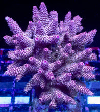 Carregar imagem no visualizador da galeria, Acropora millepora “Ultra Pink Inferno” – XL Colony – WYSIWYG