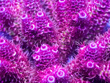 Carregar imagem no visualizador da galeria, Acropora millepora “Ultra Pink Inferno” – XL Colony – WYSIWYG
