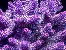 Carregar imagem no visualizador da galeria, Acropora millepora “Ultra Pink Inferno” – XL Colony – WYSIWYG
