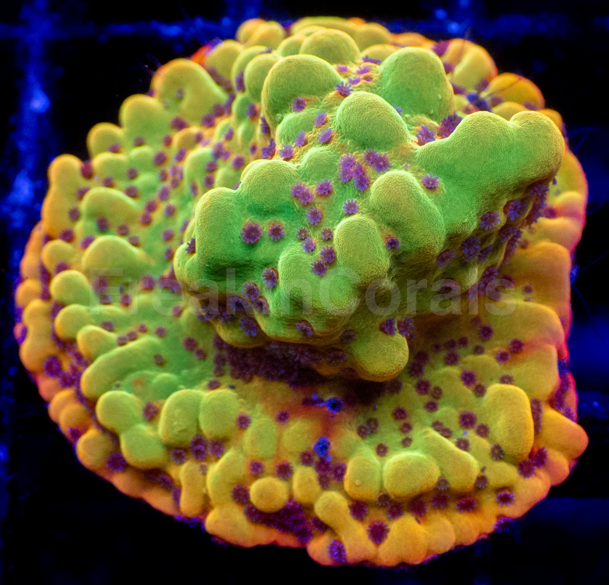 Jason Fox Bloody Sunrise Montipora – Frag (Photo Reference