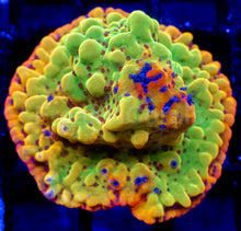 Load image into Gallery viewer, Jason Fox Bloody Sunrise Montipora – Frag (Photo Reference)