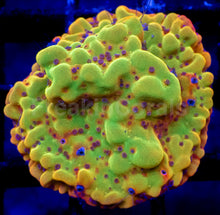 Load image into Gallery viewer, Jason Fox Bloody Sunrise Montipora – Frag (Photo Reference)