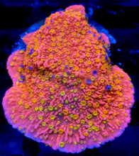 Carregar imagem no visualizador da galeria, Tidal Gardens Sunburst Montipora – Frag (Photo Reference) - freakincorals.com