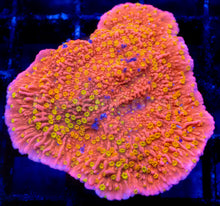 Carregar imagem no visualizador da galeria, Tidal Gardens Sunburst Montipora – Frag (Photo Reference) - freakincorals.com