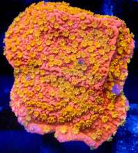 Carregar imagem no visualizador da galeria, Tidal Gardens Sunburst Montipora – Frag (Photo Reference) - freakincorals.com