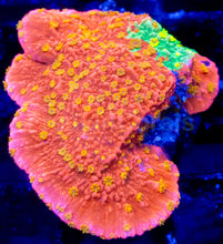 Carregar imagem no visualizador da galeria, Sunfire Grafted Montipora – Frag (Photo Reference) - freakincorals.com