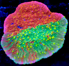 Carregar imagem no visualizador da galeria, Sunfire Grafted Montipora – Frag (Photo Reference) - freakincorals.com