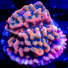 Carregar imagem no visualizador da galeria, Jason Fox Vino Grafted Montipora – Frag (Photo Reference) - freakincorals.com