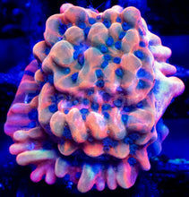 Carregar imagem no visualizador da galeria, Jason Fox Vino Grafted Montipora – Frag (Photo Reference) - freakincorals.com