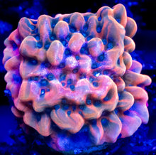 Carregar imagem no visualizador da galeria, Jason Fox Vino Grafted Montipora – Frag (Photo Reference) - freakincorals.com