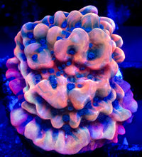 Carregar imagem no visualizador da galeria, Jason Fox Vino Grafted Montipora – Frag (Photo Reference) - freakincorals.com