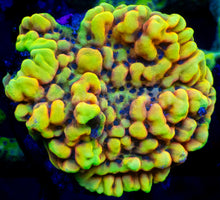 Carregar imagem no visualizador da galeria, Jason Fox Beach Bum Montipora – Frag (Photo Reference)