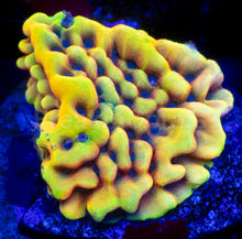 Carregar imagem no visualizador da galeria, Jason Fox Beach Bum Montipora – Frag (Photo Reference)