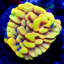 Carregar imagem no visualizador da galeria, Jason Fox Beach Bum Montipora – Frag (Photo Reference)