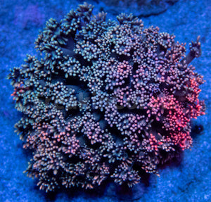 FK Tricolor Fusion Pink, Purple and Blue Goniopora (Collector Coral - Rare Fusion) FK558