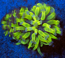 Load image into Gallery viewer, FK Alien Green Paraancora Euphyllia( Rare Color - 2 Head) FK330