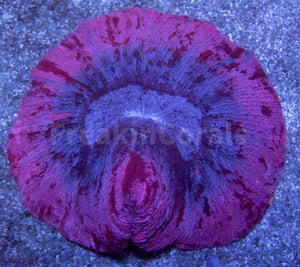 Twilight Bloom Trachyphyllia