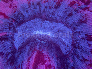 Twilight Bloom Trachyphyllia